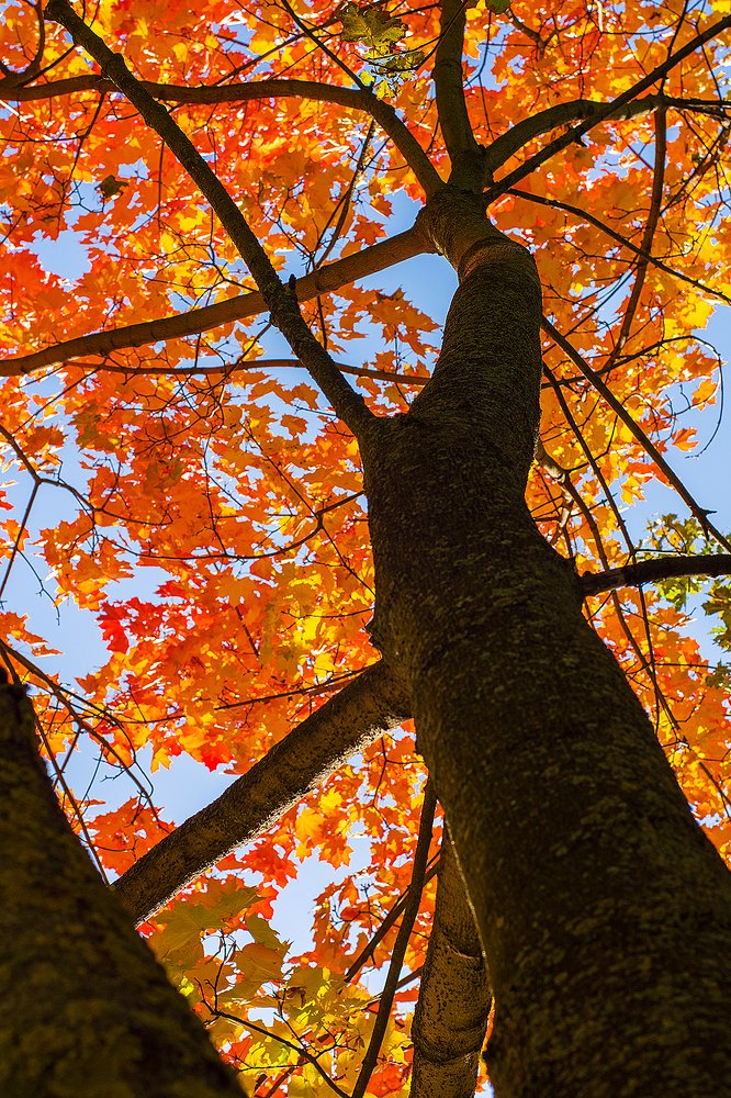 Photograph by Елена Стещенко