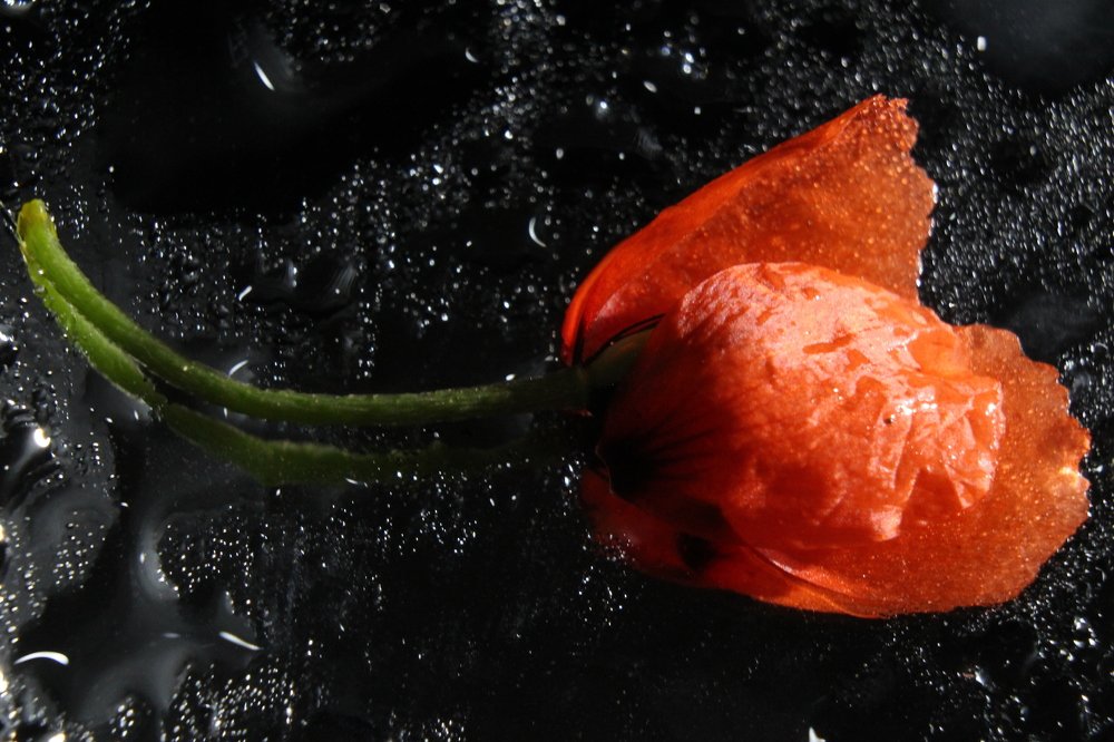 Photograph by Дарья Околова