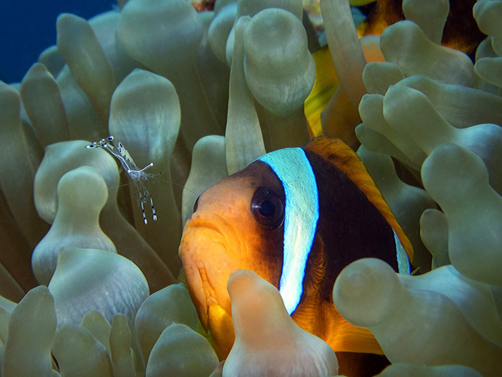 — Вы на чистку? Я Вам рада!