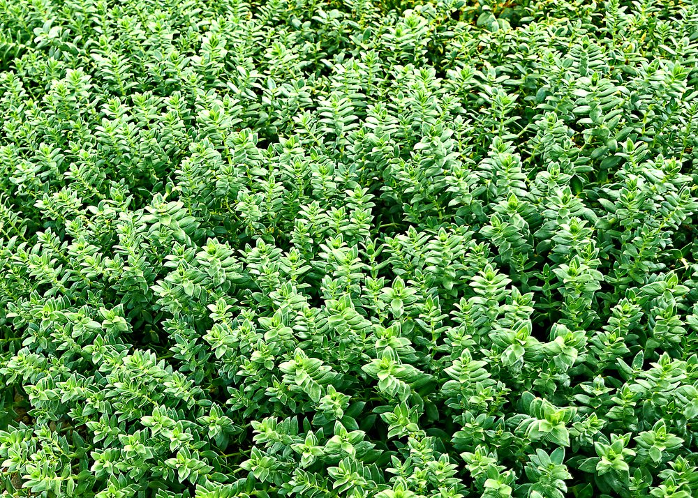 Photograph by Валерий Гончаров