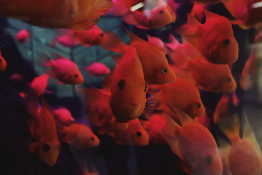 В аквариуме