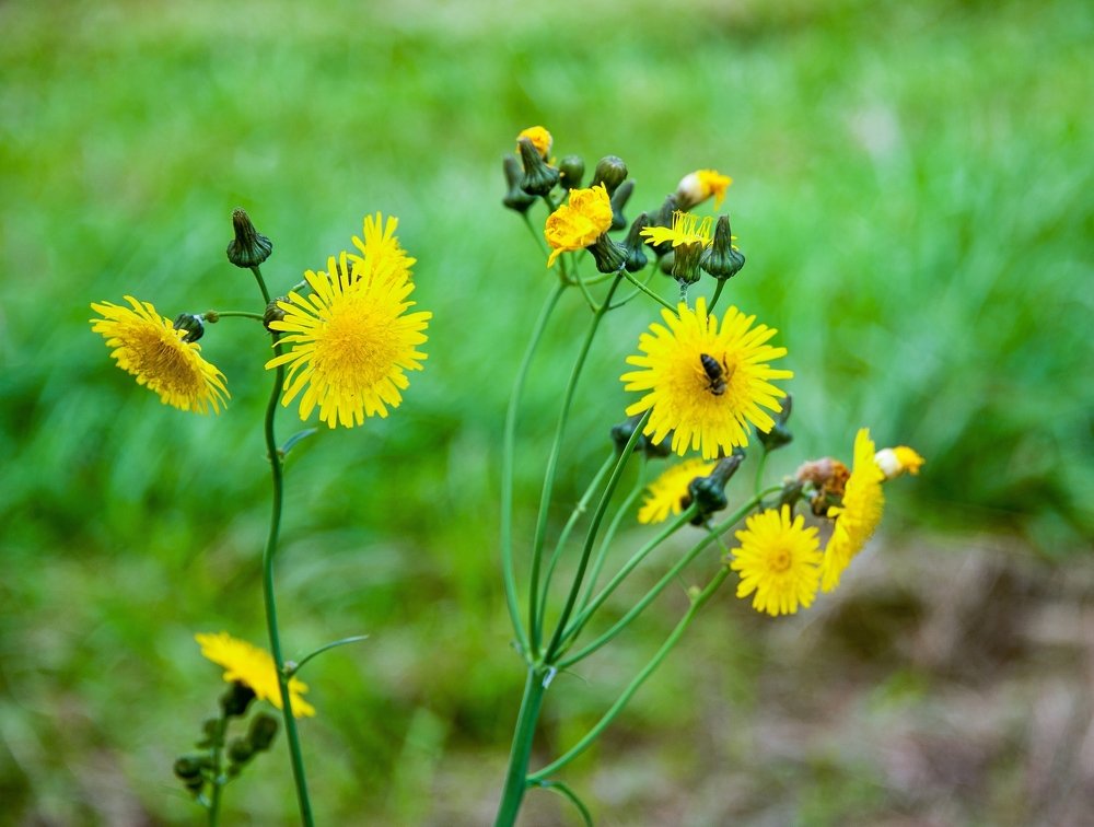 Yellow flowers