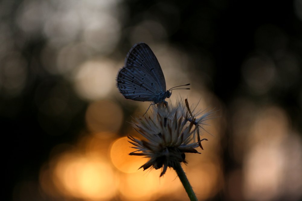 Photograph by Ruyat Ruyat Supriazi