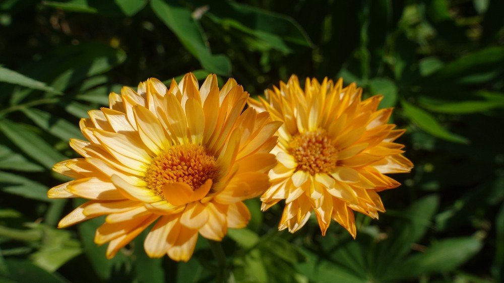 Фотография автора Александр Комаров