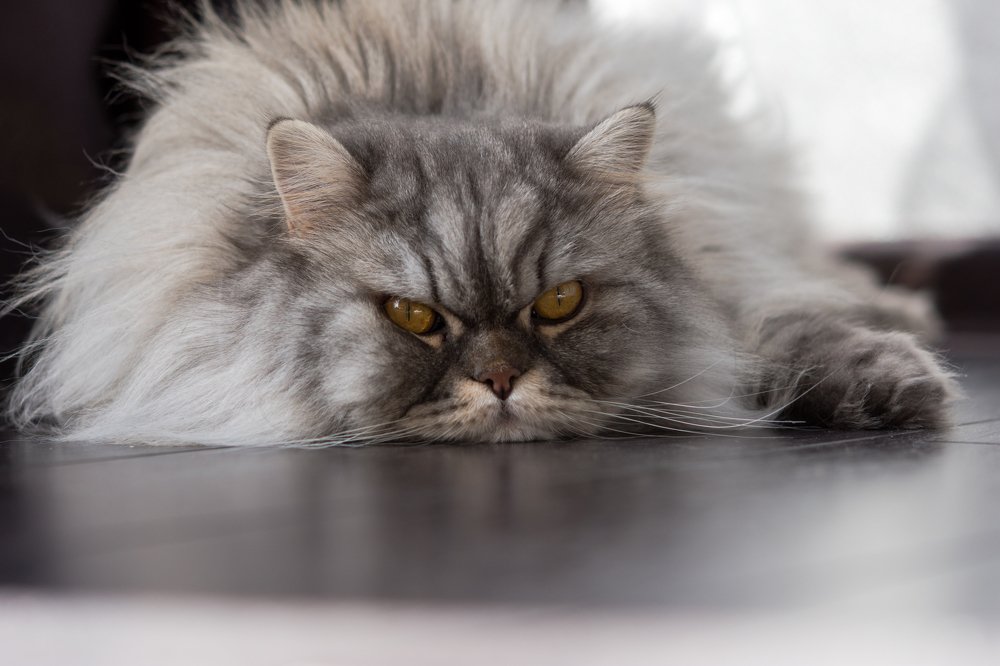 Жизнь-тоска...