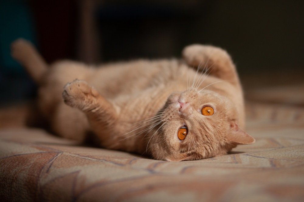 Фотография автора Дарья Воронина