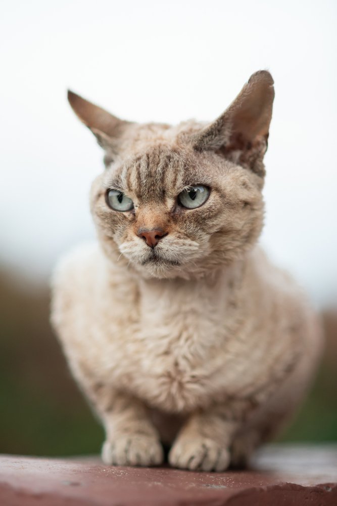 Фотография автора Олеся Мочалова