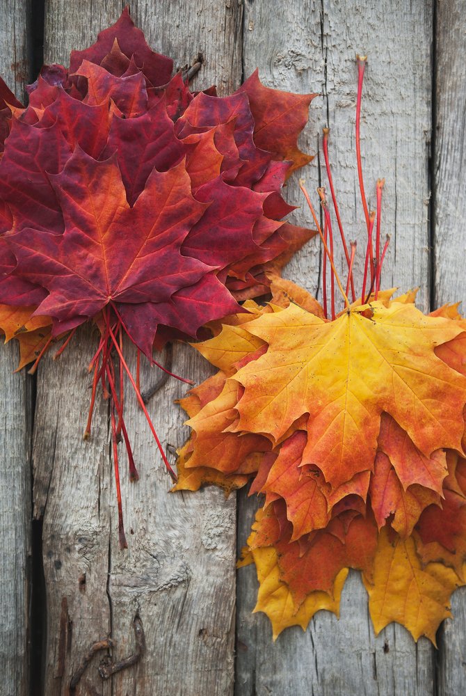 Кленовые листья