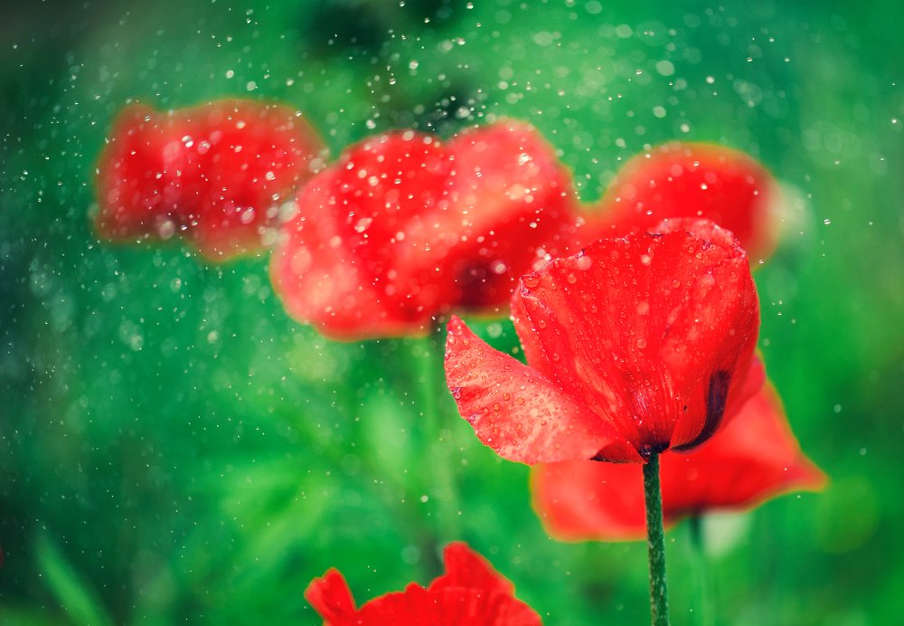 Photograph by Яна Краснопевцева