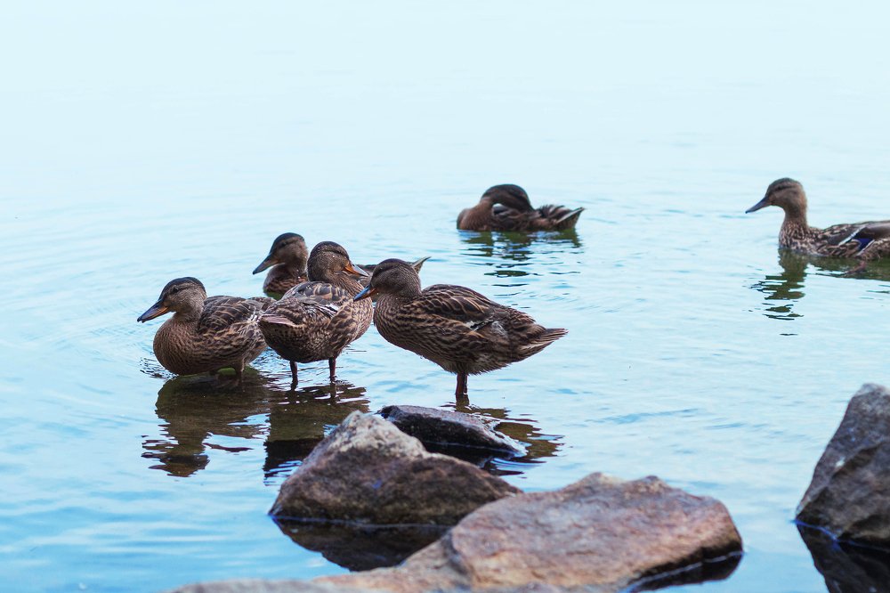 Photograph by Ирина Кононова