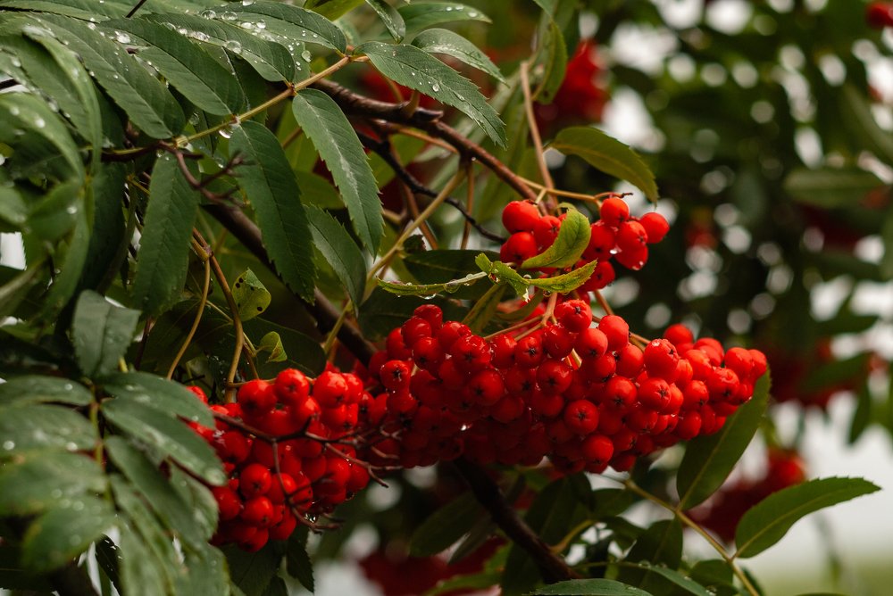 Photograph by Елена Ельцова