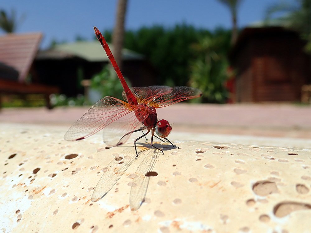 Стрекоза на отдыхе