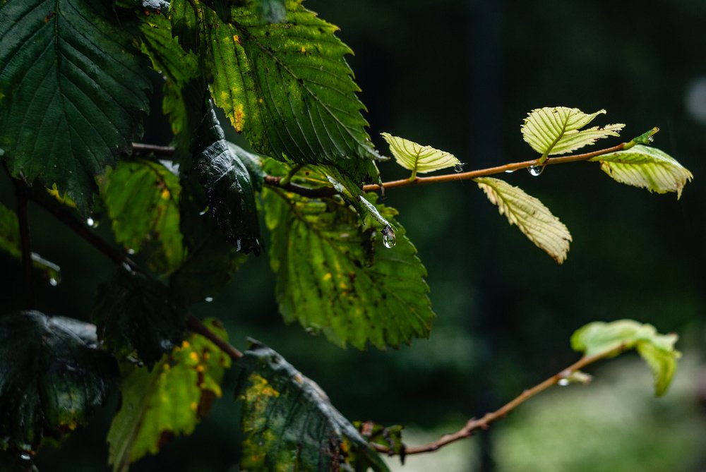 Photograph by Елена Ельцова