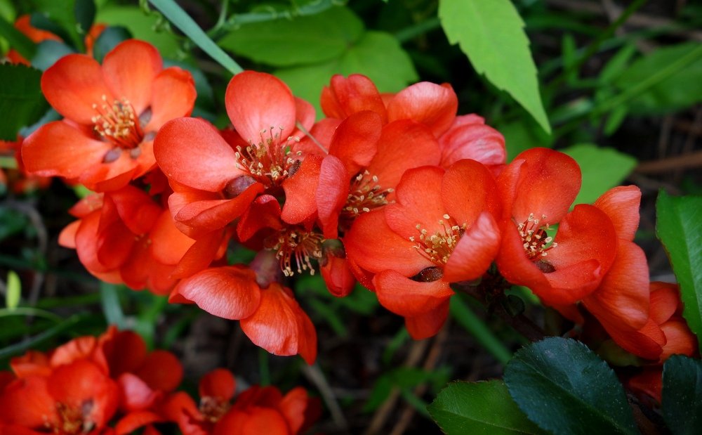 Яркая ветка