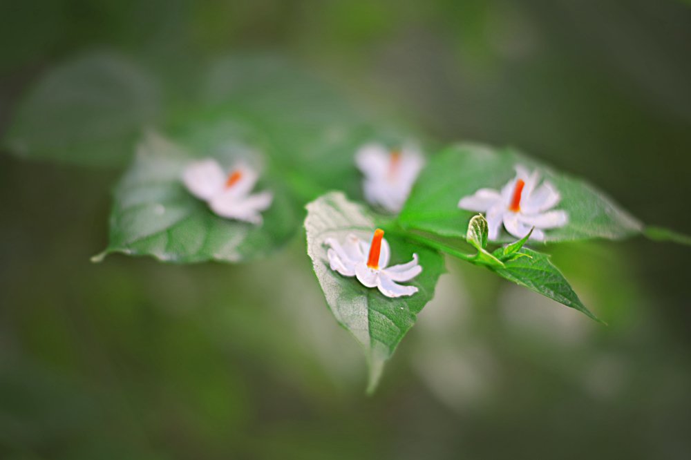 Photograph by Sanhita Bhattacharjee