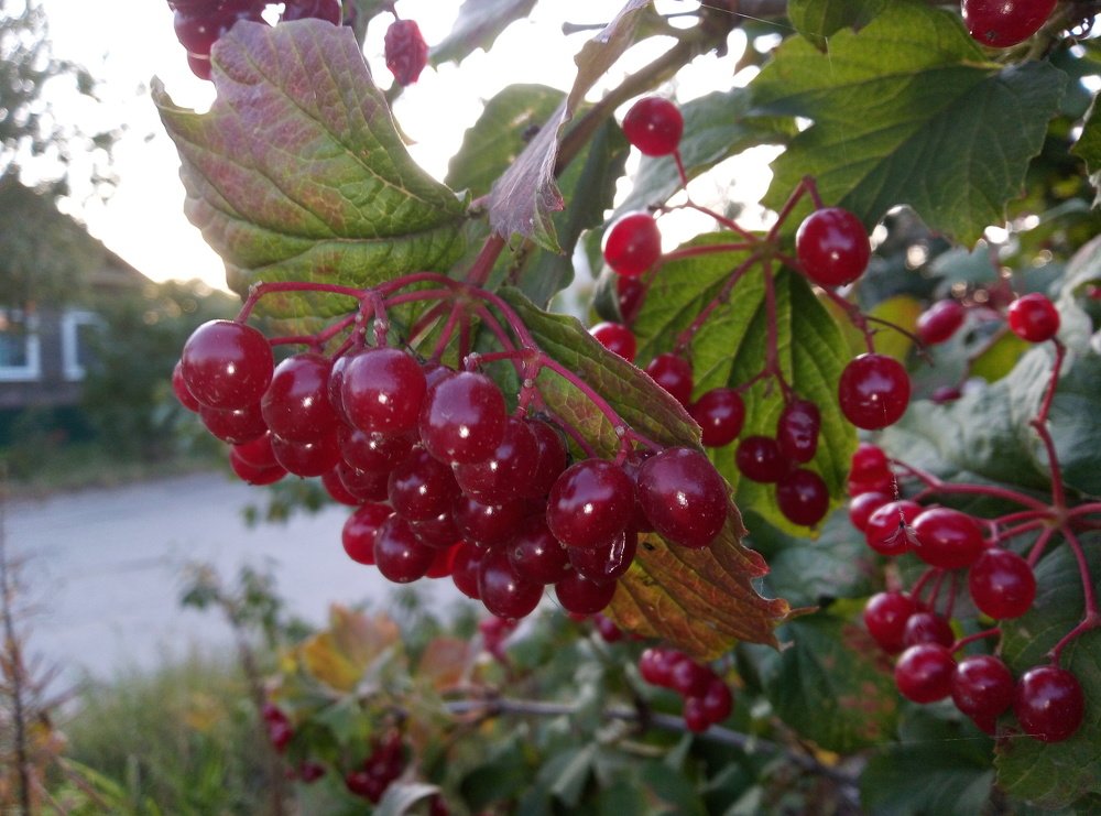 Photograph by Федоренко Элеонора