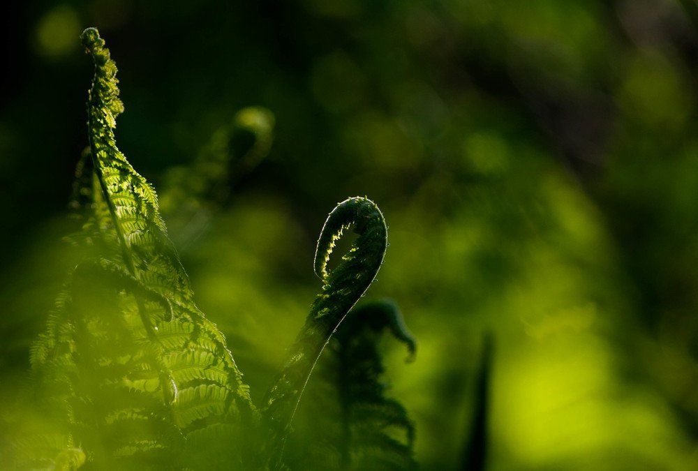 Photograph by Мария Щедрина