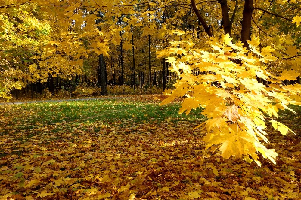 Кленовая ветка