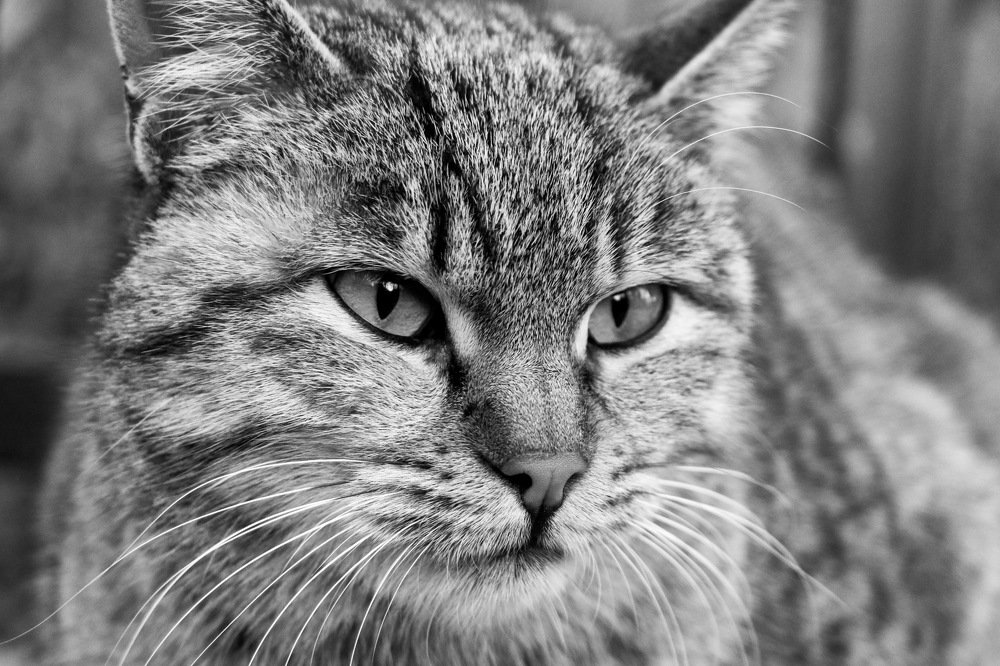 Photograph by Hedayatollah Eftekhari