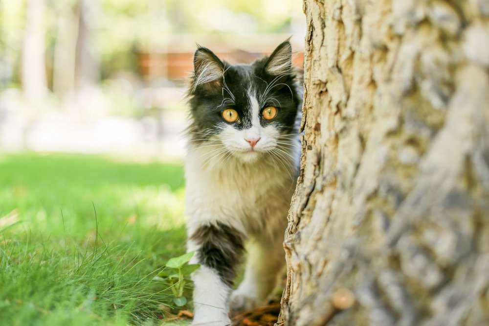 Photograph by Hedayatollah Eftekhari