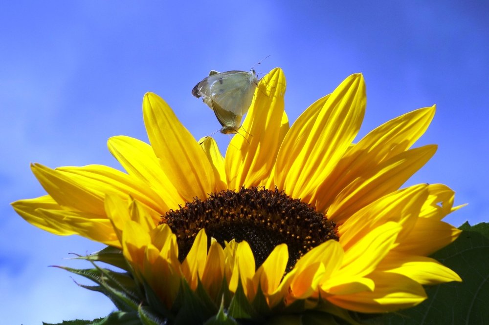 Бабочки на подсолнухе