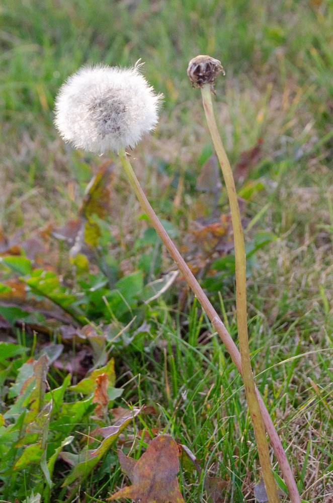 Фотография автора Muhammad Haris