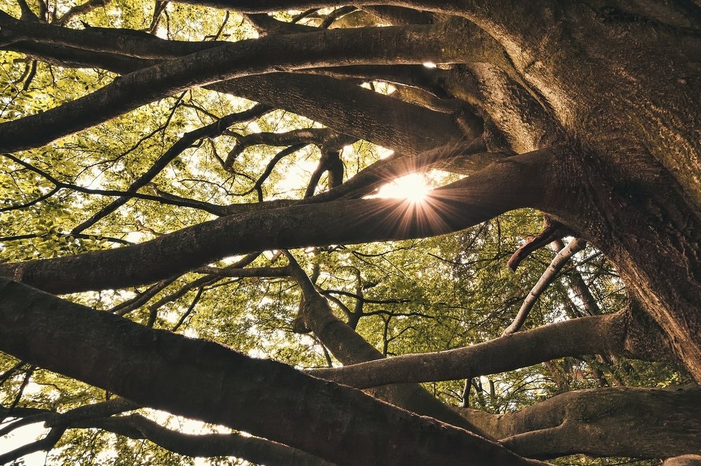 Photograph by Jan Musil