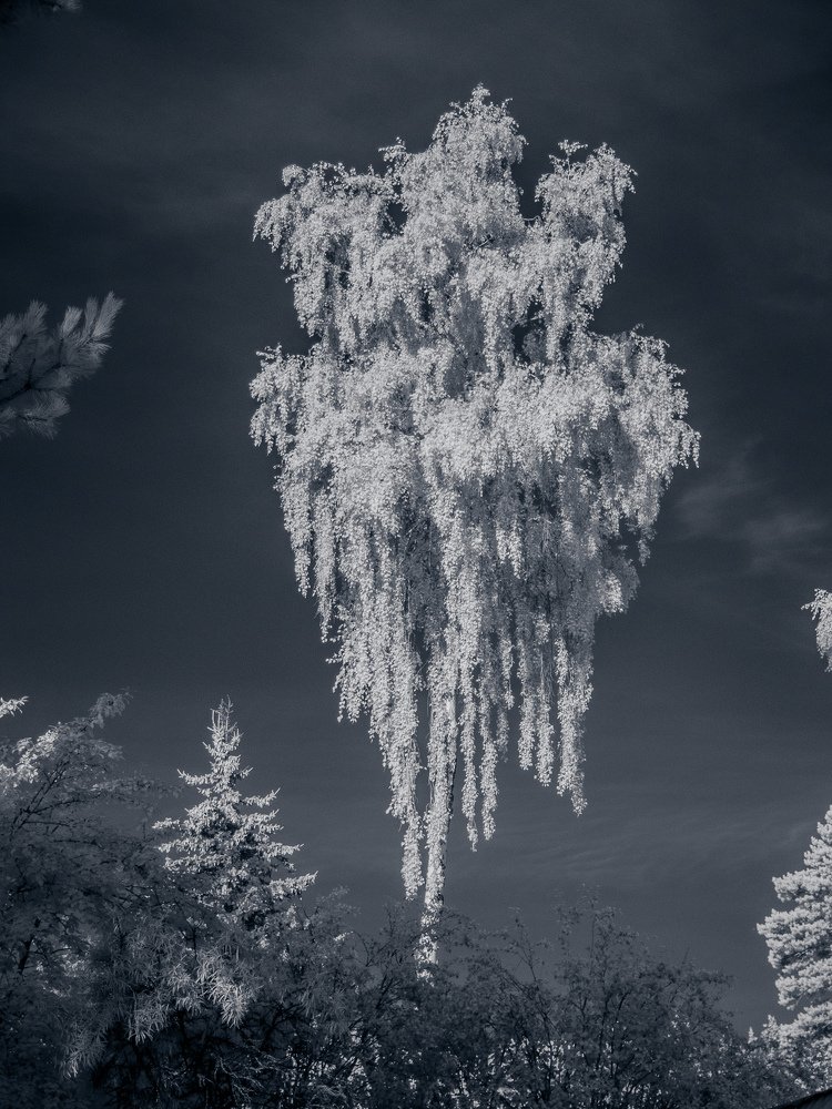 Береза парящая