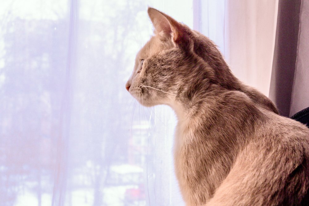 Perseus.Персей.