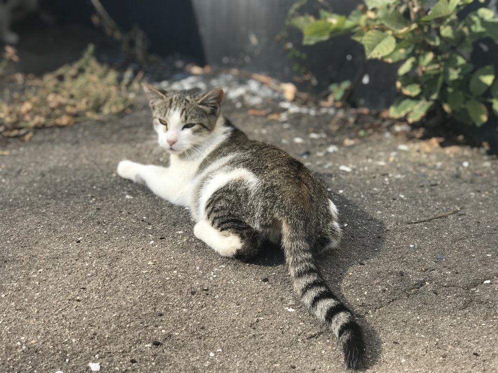 Городской уличный кот