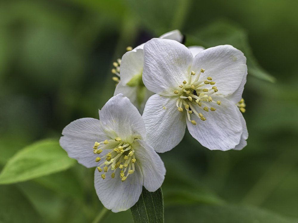 Photograph by Victor Pruhnitskiiy