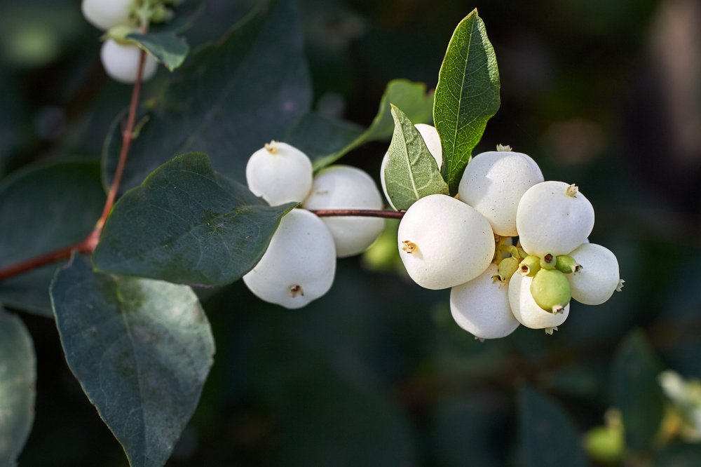 Photograph by Victor Pruhnitskiiy