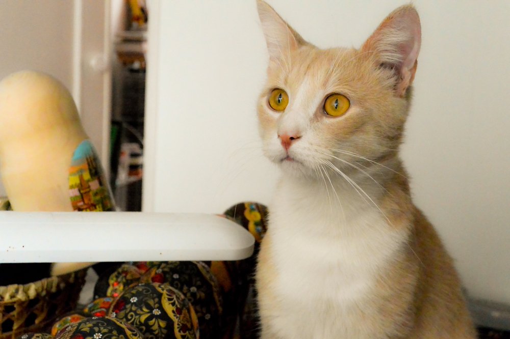 Perseus.Персей.