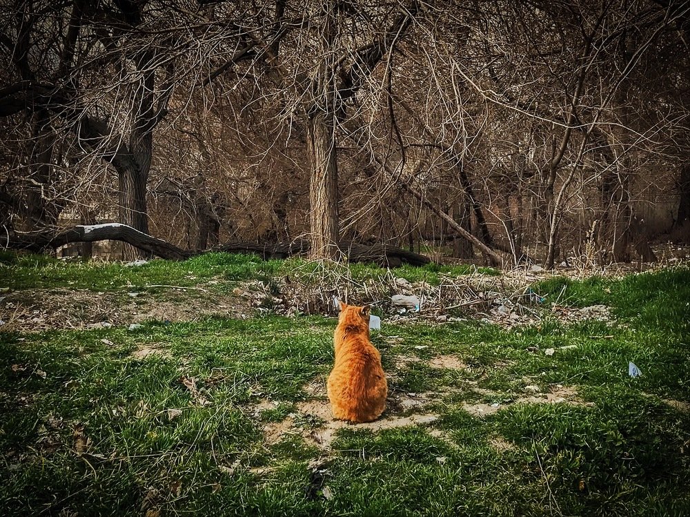 Photograph by Kiarash Mosayebi