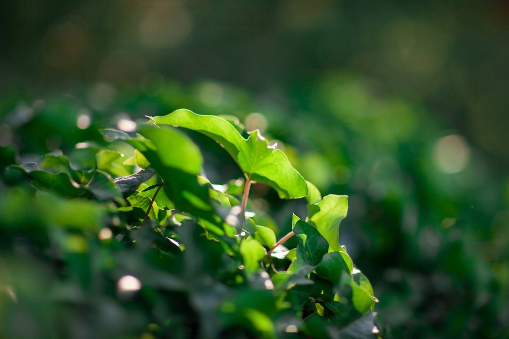 Photograph by Валерия Шарифова