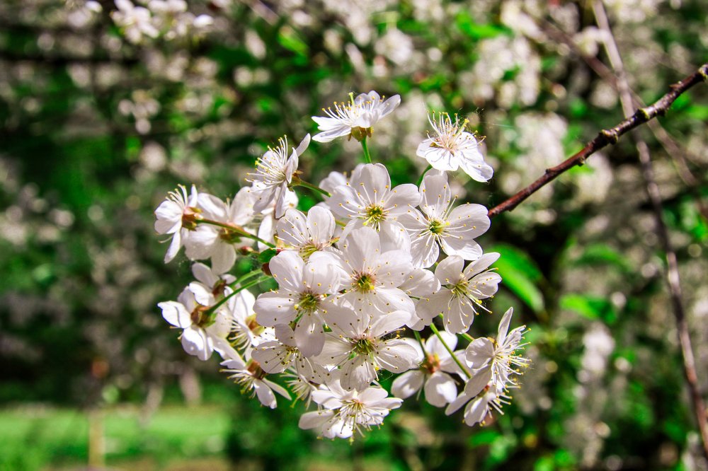 cherry bloom