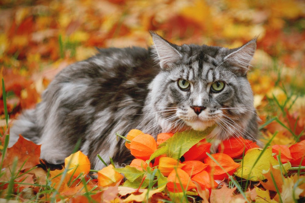 Осенний кот