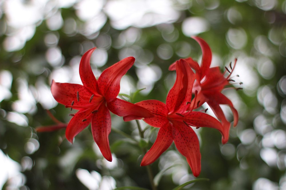 Photograph by Анастасия Сосновская