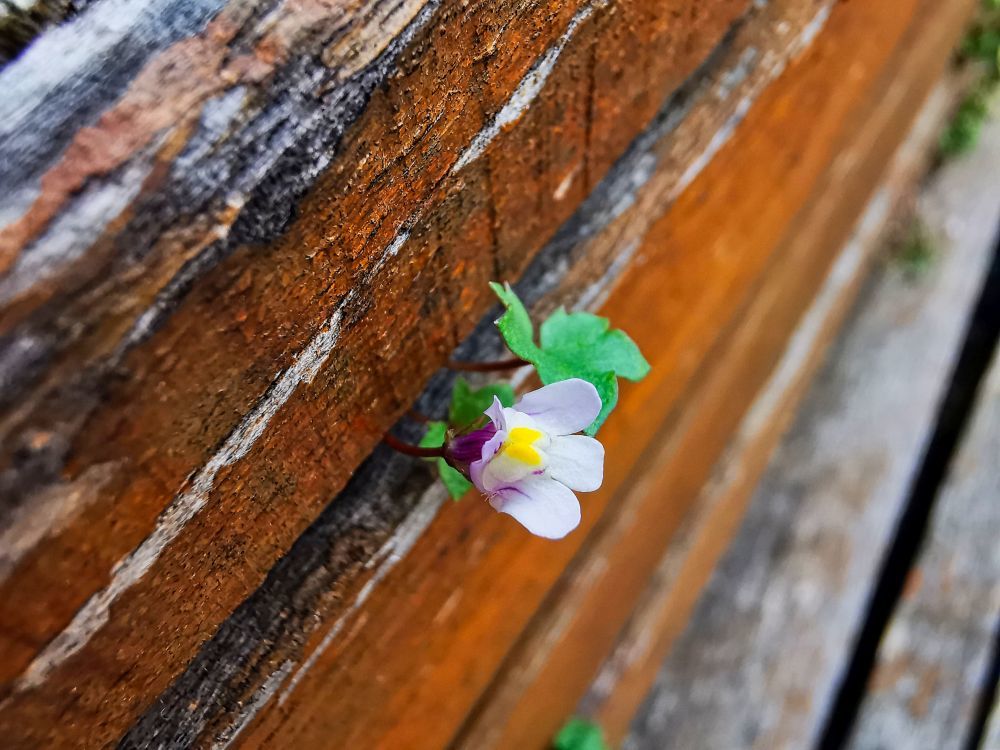 It's for life - HDR - SL3