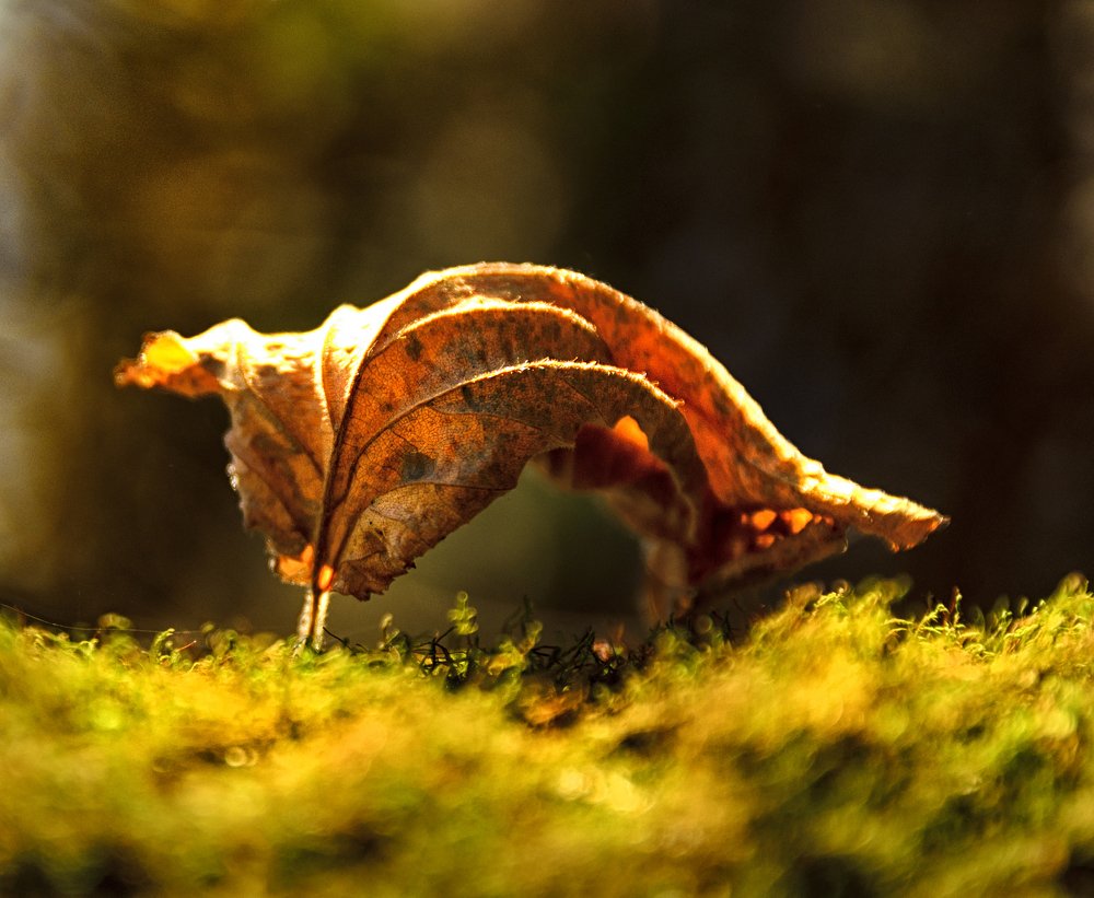 Photograph by  Svetlana