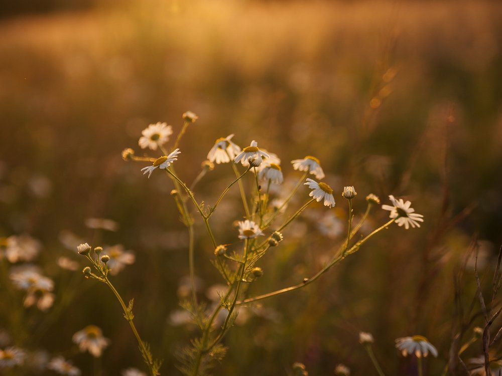 Photograph by  Svetlana