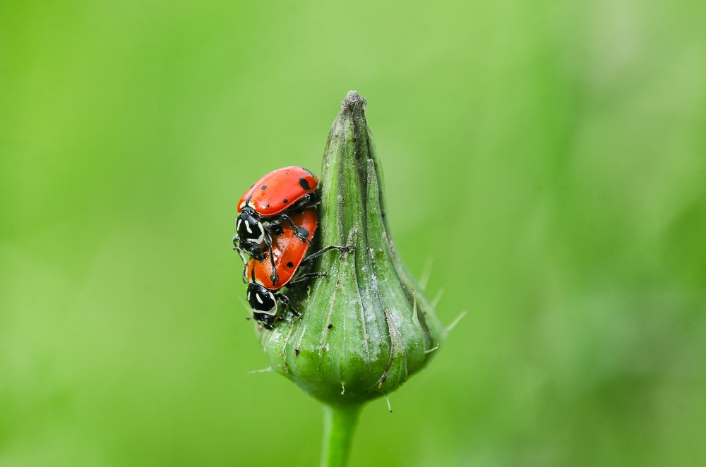 Photograph by Jose Antonio Flores Garcia