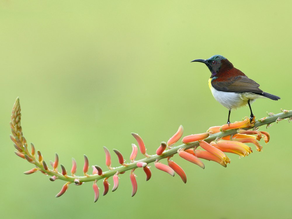 Photograph by Sanjoy Adak