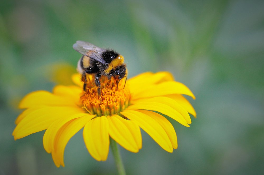 Осенний сбор нектара. (Autumn collection of nectar.)