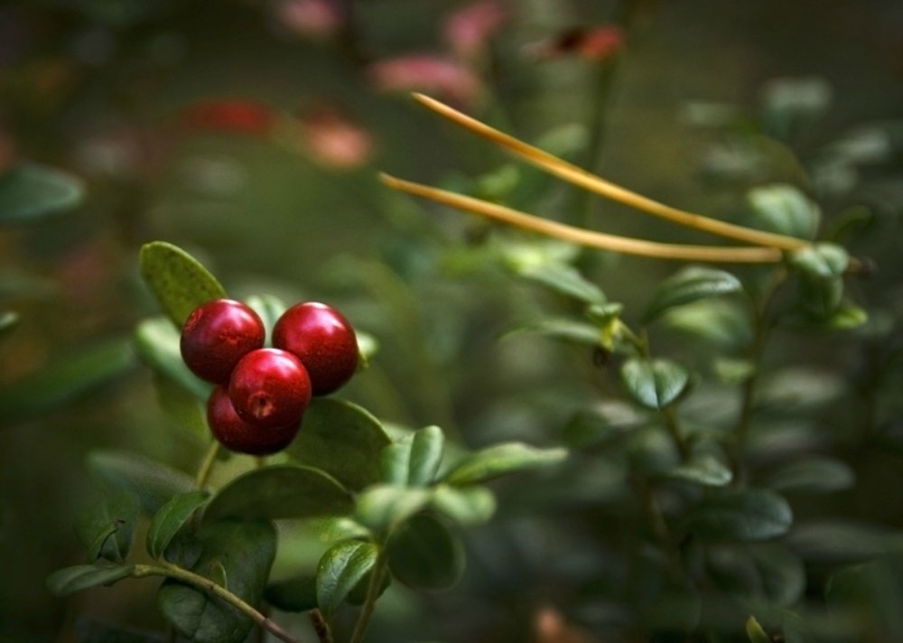 Photograph by  Svetlana