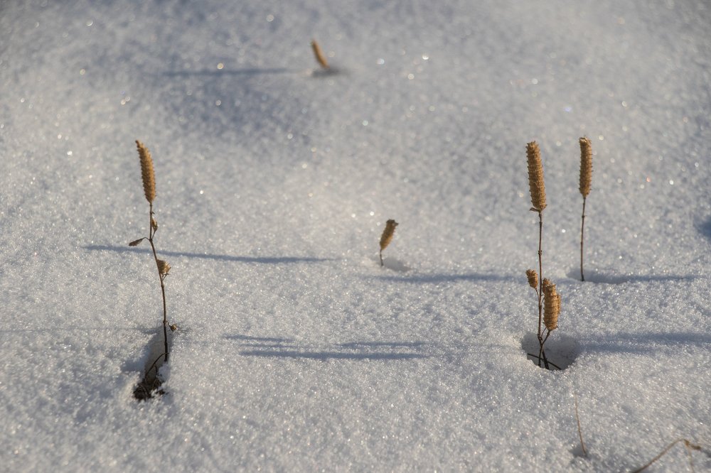 Фотография автора Kiran Dhukuchhu