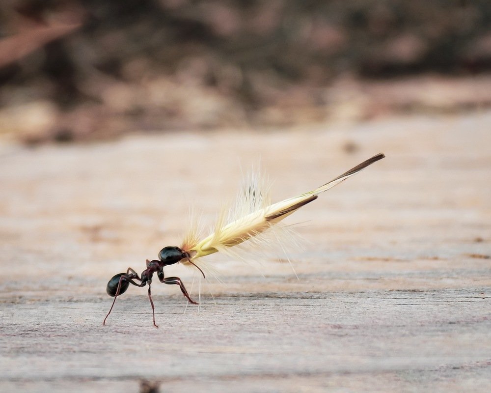 Муравьишка