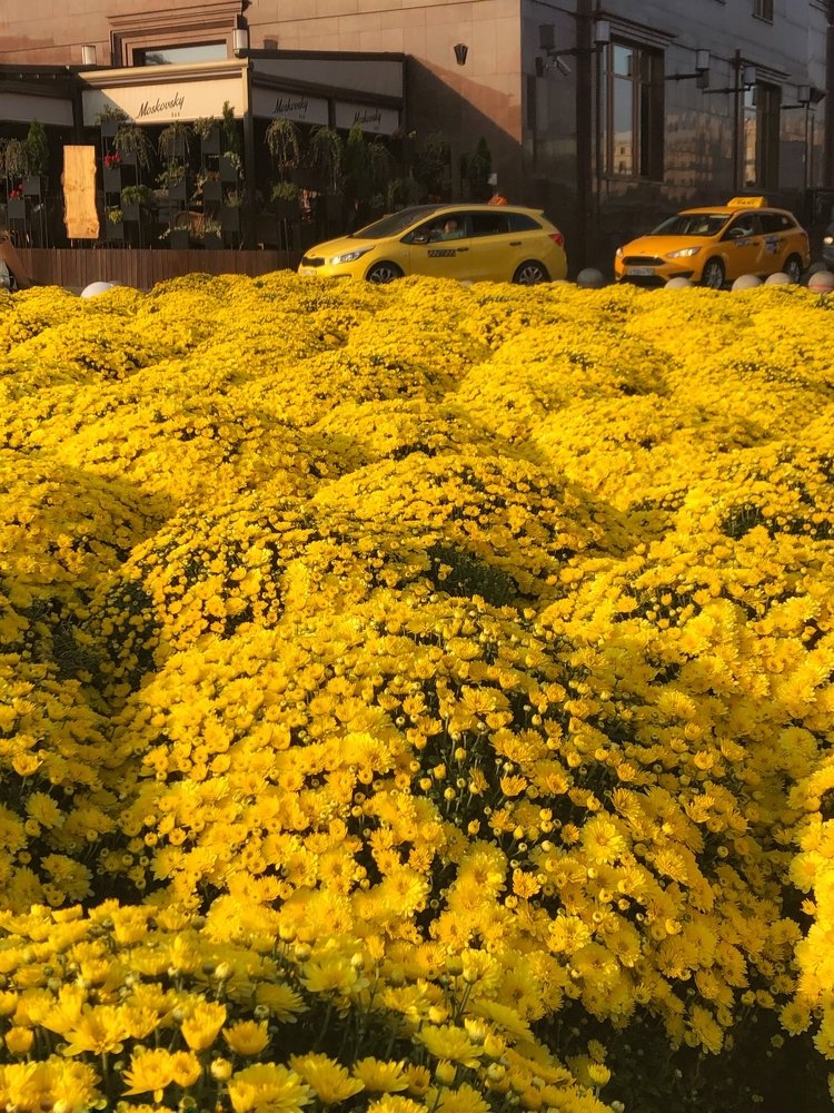 Yellow Moscow