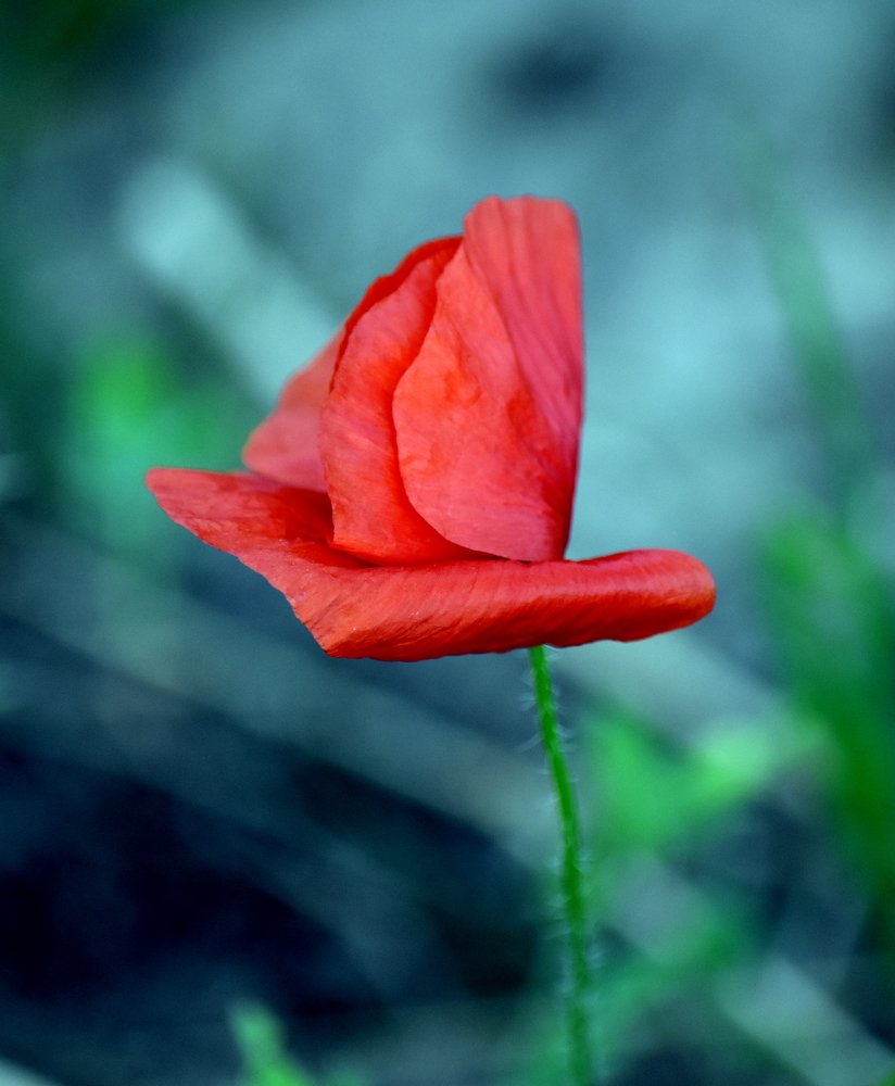 Red poppy in the field / Красный мак в поле