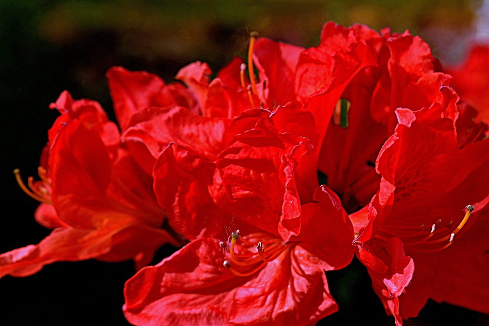 Red rhododendrons / Красные рододендроны